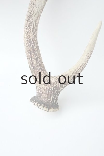 画像2: デコール用二ホンジカの角 (2)