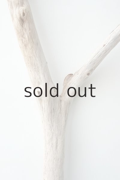 画像3: 幹流木 (3)