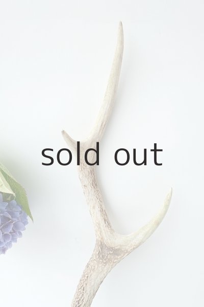 画像3: デコール用二ホンジカの角 (3)