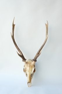 12　ニホンジカ　角　55cm 幅50cm デコール用二ホンジカの角（ヘッド付） - 流木素材市場 阿波遊木