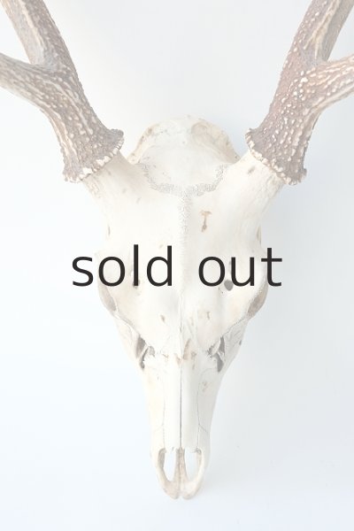 画像2: デコール用二ホンジカの角（ヘッド付） (2)