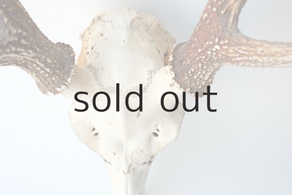 画像3: デコール用二ホンジカの角（ヘッド付） (3)