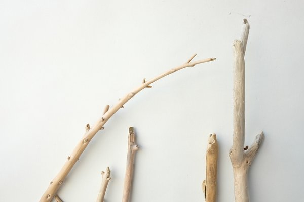 画像4: 小枝流木セット (4)