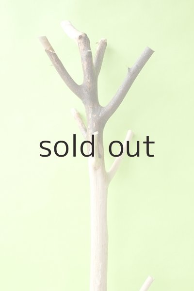 画像5: 幹流木 (5)