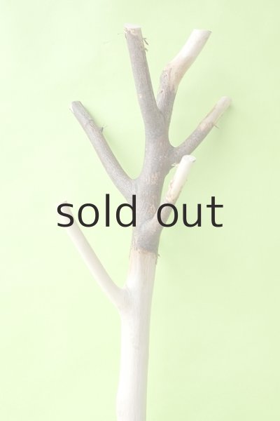 画像4: 幹流木 (4)