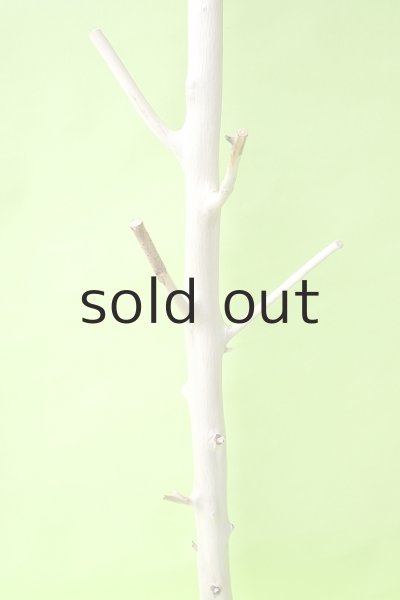 画像3: 幹流木 (3)