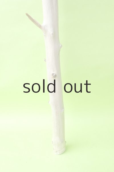 画像2: 幹流木 (2)