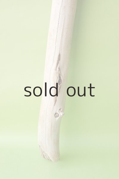 画像2: 幹流木 (2)