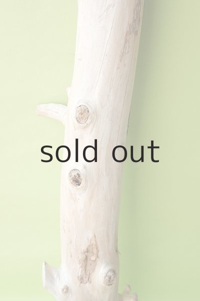 画像3: 幹流木 (3)