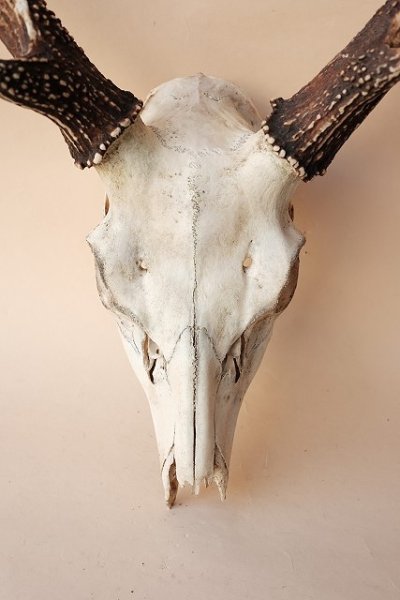 画像2: デコール用二ホンジカの角(ヘッド付) (2)