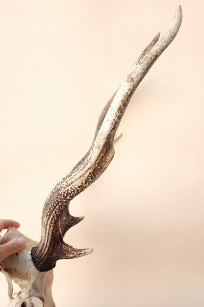 画像4: デコール用二ホンジカの角(ヘッド付) (4)