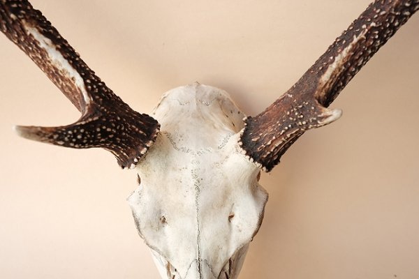 画像3: デコール用二ホンジカの角(ヘッド付) (3)