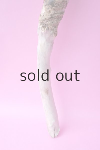 画像2: 幹流木 (2)