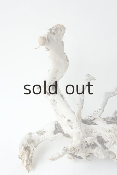 画像2: 流木根 (2)