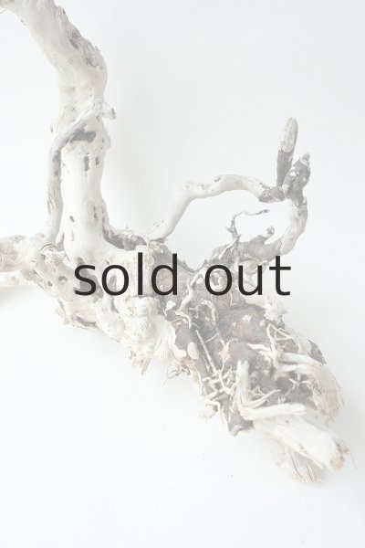 画像3: 流木根 (3)