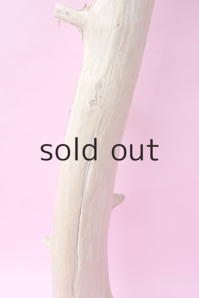 画像3: 幹流木 (3)