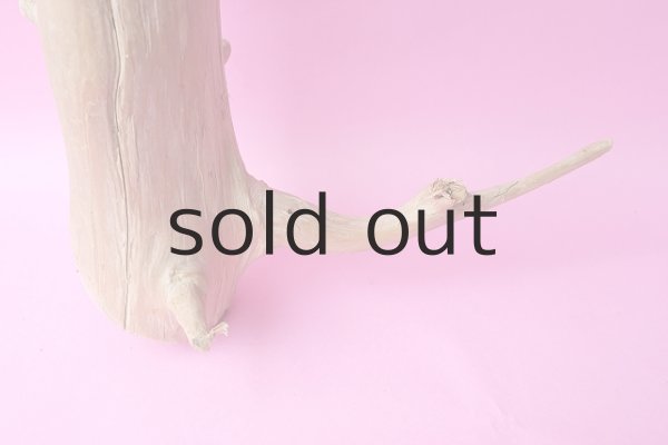 画像2: 幹流木 (2)