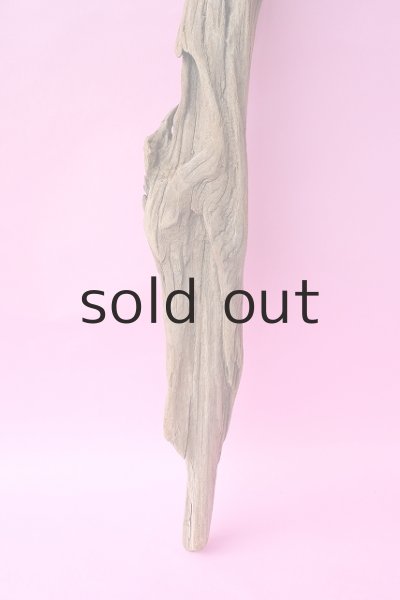 画像2: 幹流木 (2)