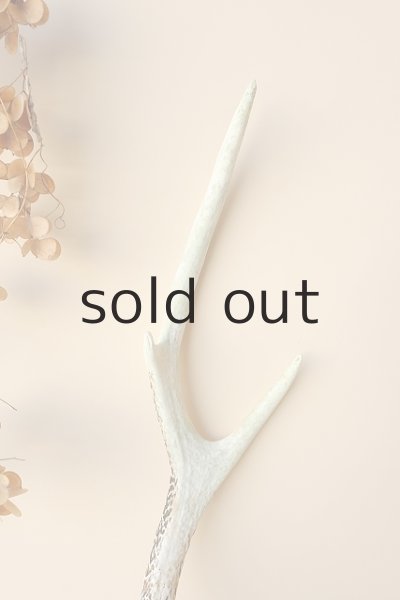 画像3: デコール用二ホンジカの角 (3)