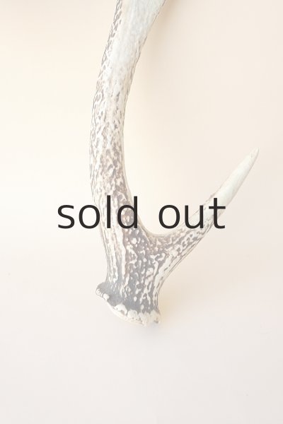 画像2: デコール用二ホンジカの角 (2)