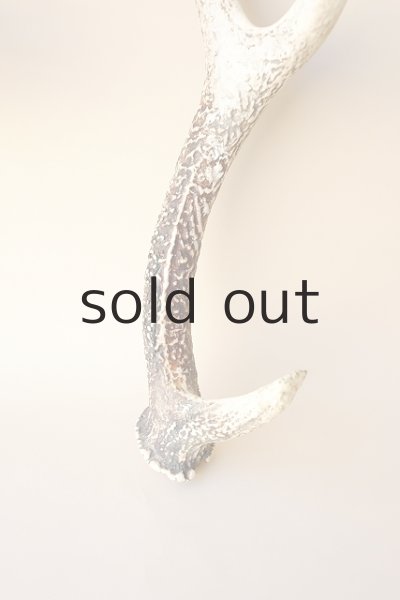 画像2: デコール用二ホンジカの角 (2)