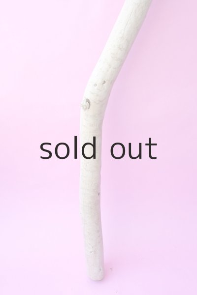 画像2: 幹流木 (2)