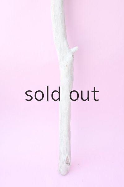 画像2: 幹流木 (2)