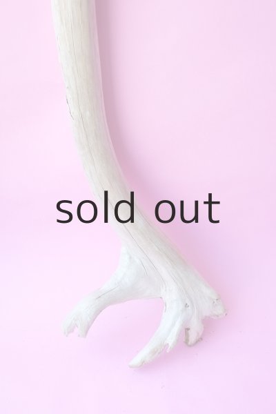 画像2: 幹流木 (2)