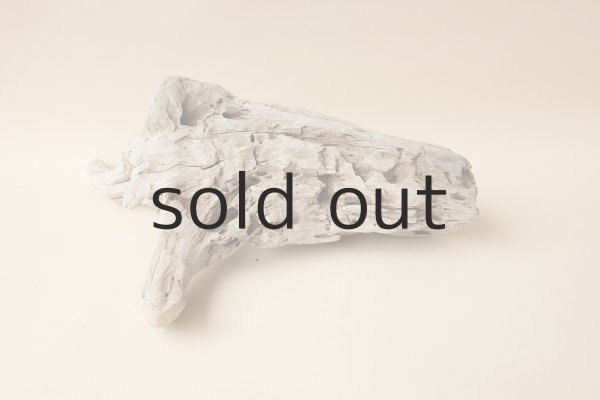 画像3: 流木根 (3)