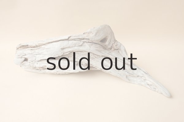 画像2: 流木根 (2)