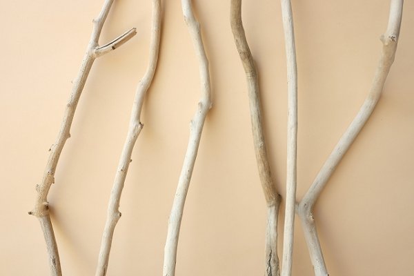 画像3: 小枝流木セット (3)