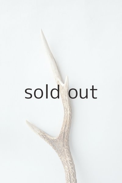 画像3: デコール用二ホンジカの角 (3)