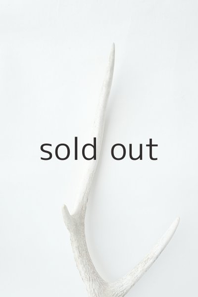 画像3: デコール用二ホンジカの角 (3)