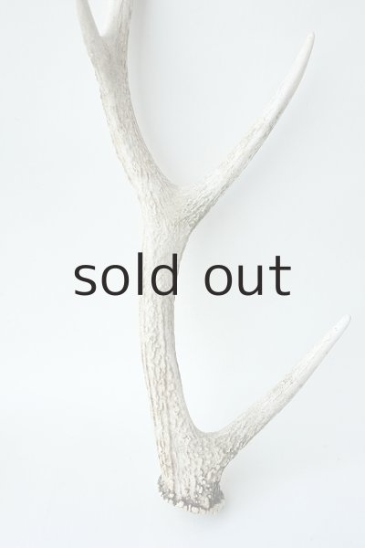 画像2: デコール用二ホンジカの角 (2)