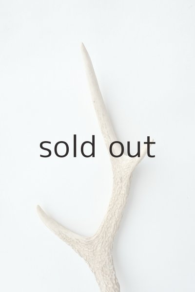 画像3: デコール用二ホンジカの角 (3)