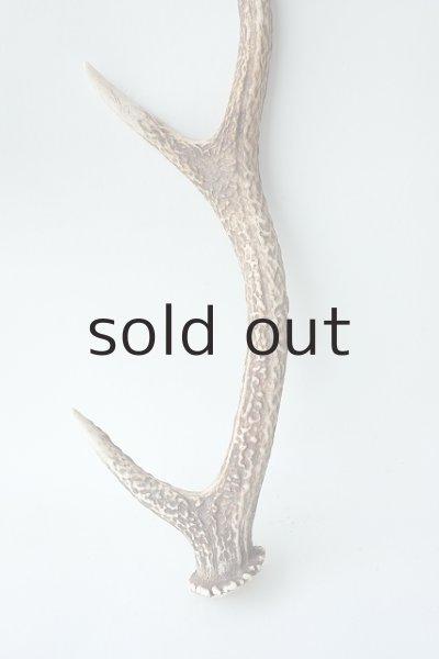 画像2: デコール用二ホンジカの角 (2)