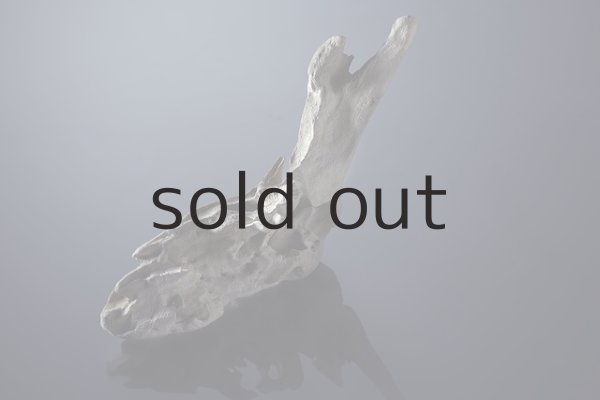 撮影：伏見行介