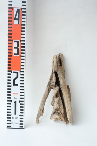 画像3: 変形流木