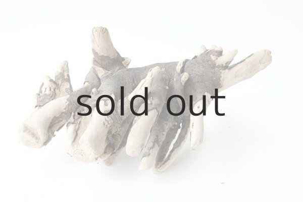 画像3: 流木根 (3)