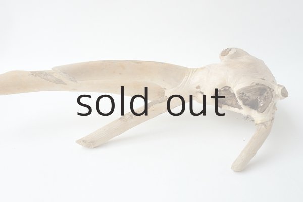 画像4: 流木根 (4)