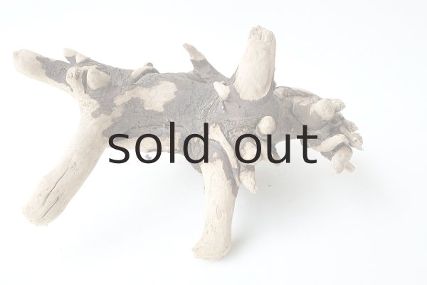 画像2: 流木根 (2)