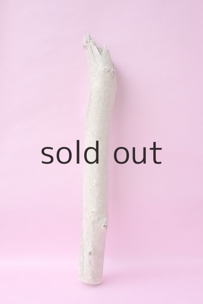 画像5: 幹流木 (5)