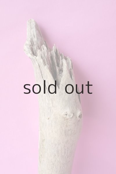 画像4: 幹流木 (4)