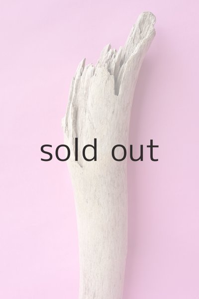 画像3: 幹流木 (3)