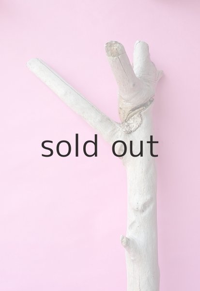 画像4: 幹流木 (4)