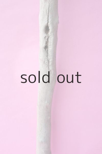 画像3: 幹流木 (3)