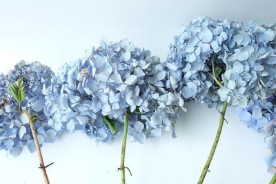 画像2: Dry plants for decor デコール用乾燥紫陽花（霧島の恵）2015開花