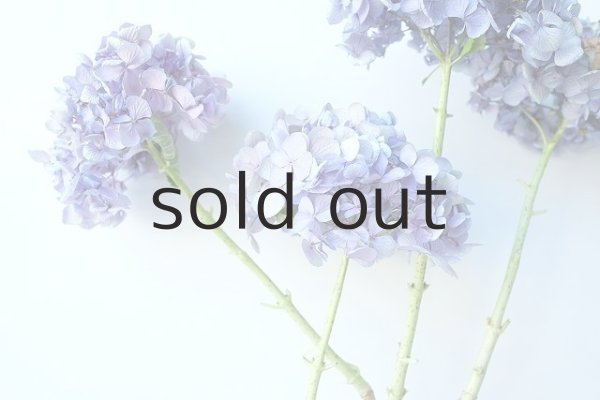 画像2: Dry plants for decor デコール用乾燥紫陽花(和手毬)2015開花 (2)