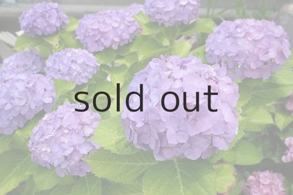 2015年6月 「和手毬」開花時の様子。