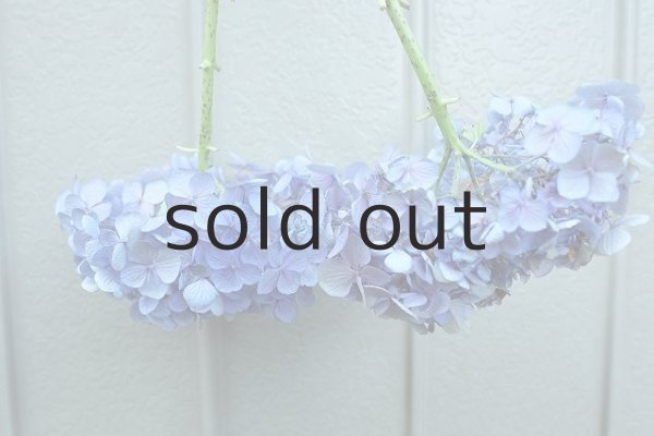 画像4: Dry plants for decor デコール用乾燥紫陽花(和手毬)2015開花 (4)